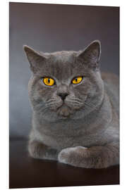 Foam board print British Shorthair 7