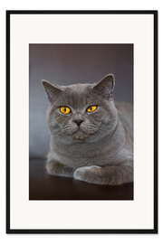 Gerahmter Kunstdruck Britisch Kurzhaar 7