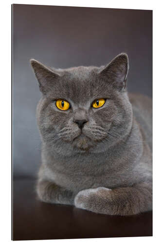 Gallery print British Shorthair 7