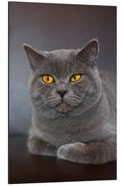 Magnettafel Britisch Kurzhaar 7