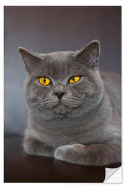 Selvklebende plakat British Shorthair 7