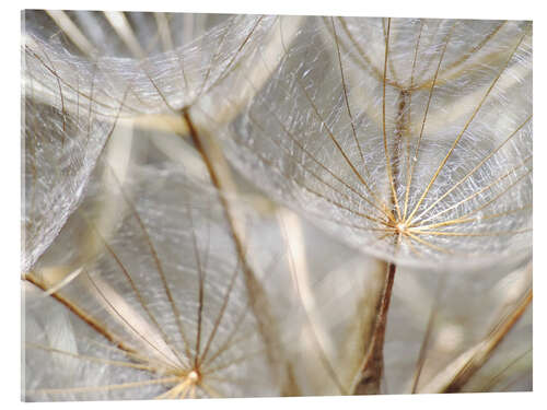 Acrylglas print Dandelion nature