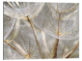 Alumiinitaulu Dandelion nature