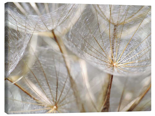 Leinwandbild Pusteblume natur