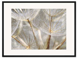 Gerahmter Kunstdruck Pusteblume natur