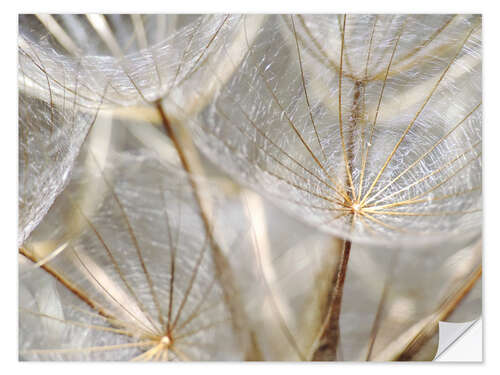 Naklejka na ścianę Dandelion nature