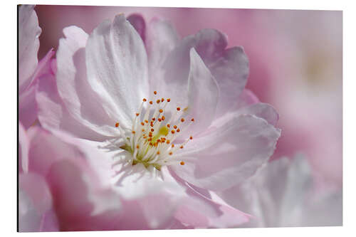 Aluminium print Cherry blossom pink