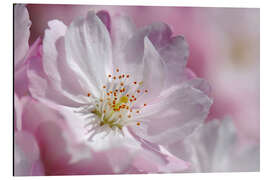 Tableau en aluminium Fleur de cerisier rosé