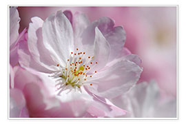 Poster Kirschblüte Pink