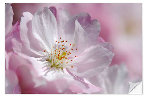 Wall sticker Cherry blossom pink