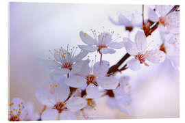 Cuadro de metacrilato cherry blossoms