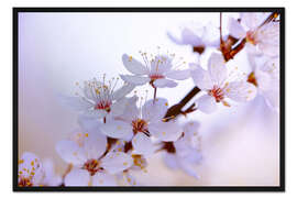 Gerahmter Kunstdruck Japanische Kirchblüten