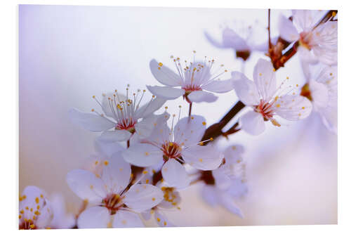 Quadro em PVC cherry blossoms