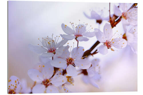 Quadro em plexi-alumínio cherry blossoms