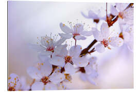 Tableau en plexi-alu Fleurs de cerisier japonais