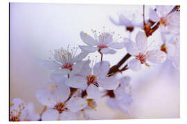 Magnettafel Japanische Kirchblüten