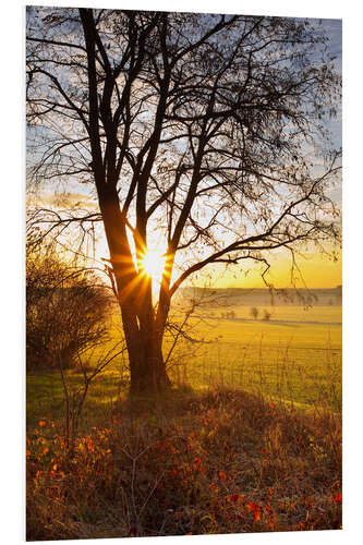 Tableau en PVC Lever de soleil sur les champs