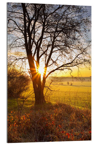 Gallery print Sunrise fields