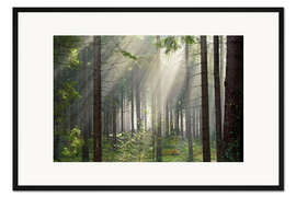 Gerahmter Kunstdruck Sonnenstrahlen im Wald