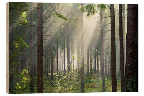 Trebilde Sun rays in the forest