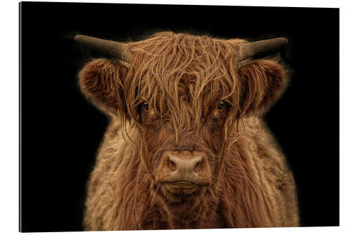 Gallery Print Highlander