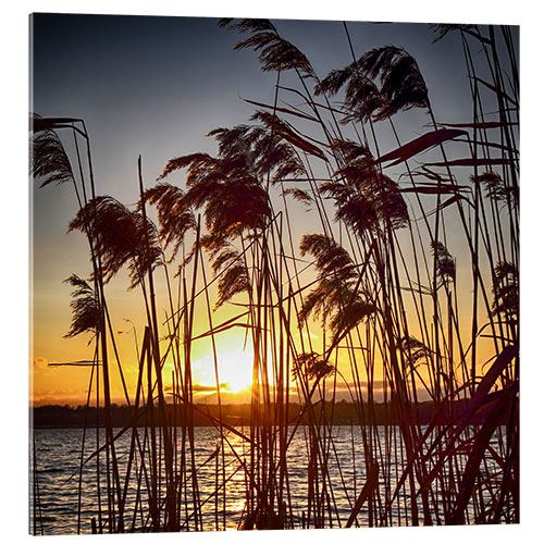 Acrylic print Sonnenuntergang im Schilf