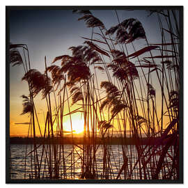 Gerahmter Kunstdruck Sonnenuntergang im Schilf