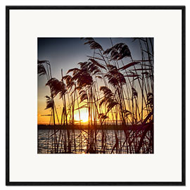Framed art print Sonnenuntergang im Schilf