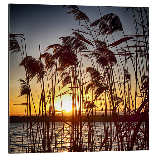 Galleriataulu Sonnenuntergang im Schilf