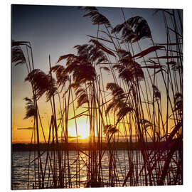 Magnettafel Sonnenuntergang im Schilf