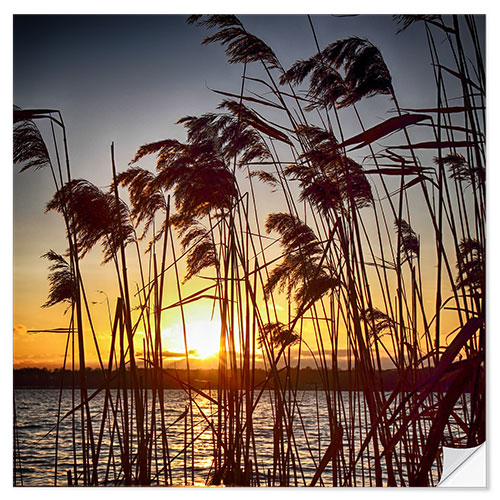 Selvklebende plakat Solnedgang i sivet