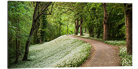 Aluminiumtavla Green white spring's carpat in the forest