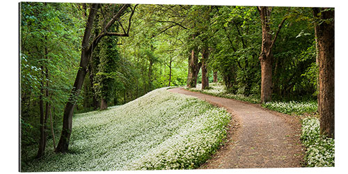 Stampa su plexi-alluminio Green white spring's carpat in the forest