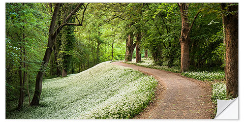 Selvklebende plakat Green white spring's carpat in the forest