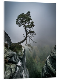 Akrylbillede Lonely Tree on the Brink - Andreas Wonisch