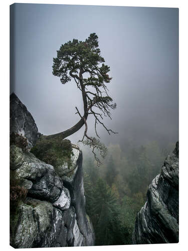 Canvas-taulu Lonely Tree on the Brink