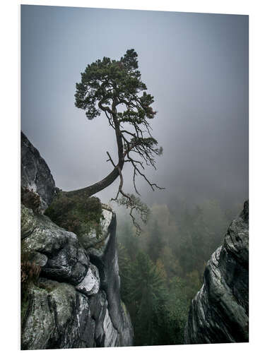 Foam board print Lonely Tree on the Brink