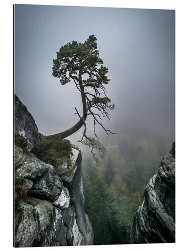 Gallery print Lonely Tree on the Brink