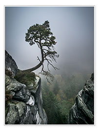 Print  Lonely Tree on the Brink - Andreas Wonisch