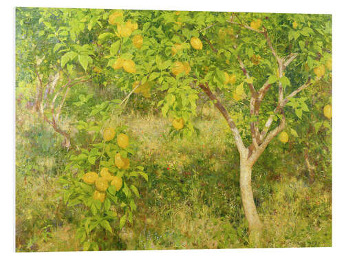 Foam board print The Lemon Tree