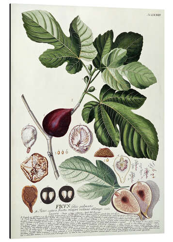 Aluminiumtavla Fig (Ficus)