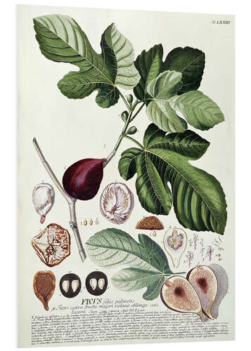 Foam board print Fig (Ficus)