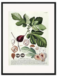 Gerahmter Kunstdruck Feige (Ficus)