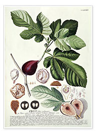 Wall print  Fig (Ficus) - Georg Dionysius Ehret