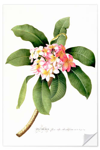 Selvklebende plakat Plumeria