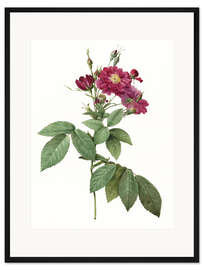 Gerahmter Kunstdruck Rose II