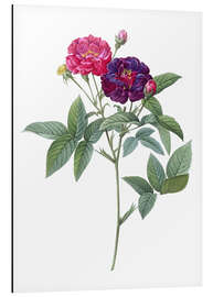 Aluminium print Rosa Gallica Purpurea Velutina, Parva