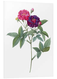 Foam board print Rosa Gallica Purpurea Velutina, Parva