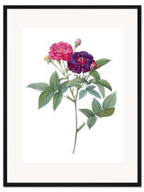 Gerahmter Kunstdruck Purpurne Essig-Rose