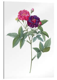 Gallery print Rosa Gallica Purpurea Velutina, Parva